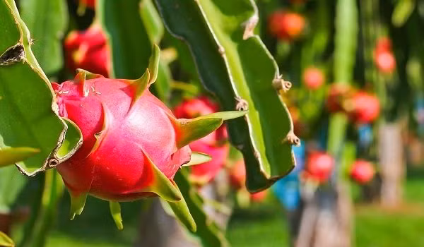 5 loai qua sinh ra la danh cho phu nu, an nhieu phong benh