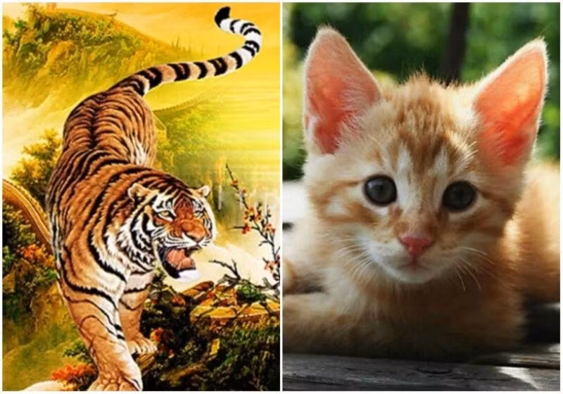 Con giáp này gặt hái được nhiều thành tựu về tiền tài, trở thành vị sếp nhiều người ngưỡng mộ, quý nhân cũng ngày một nhiều. Người làm kinh doanh có thêm nhiều khách hàng mới, thu nhập cũng không ngừng tăng cao.