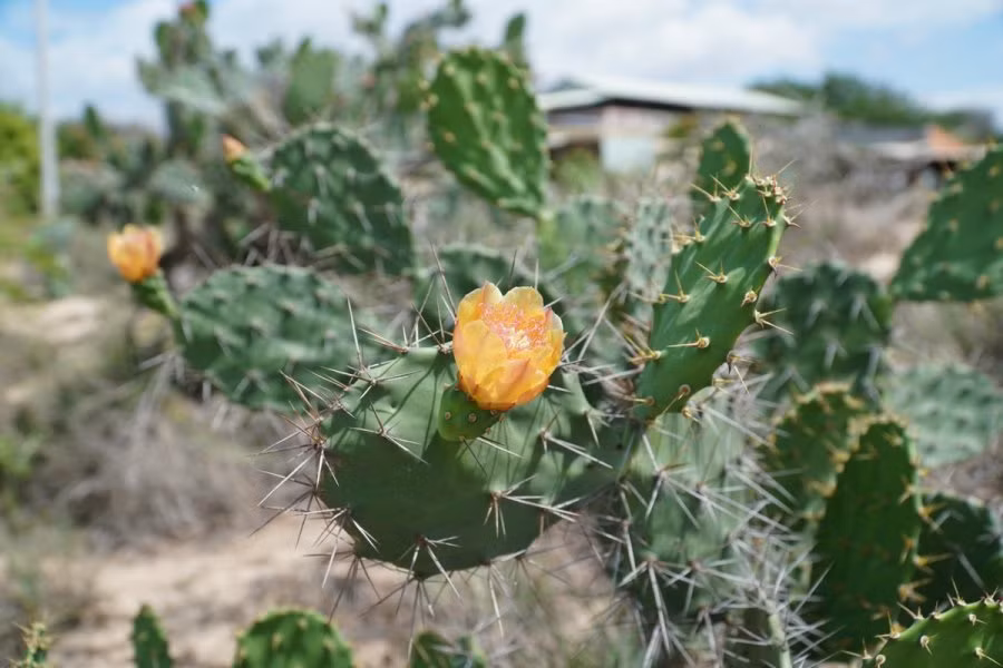 Truoc nha trong 6 loai cay nay la chan dung tai loc-Hinh-2