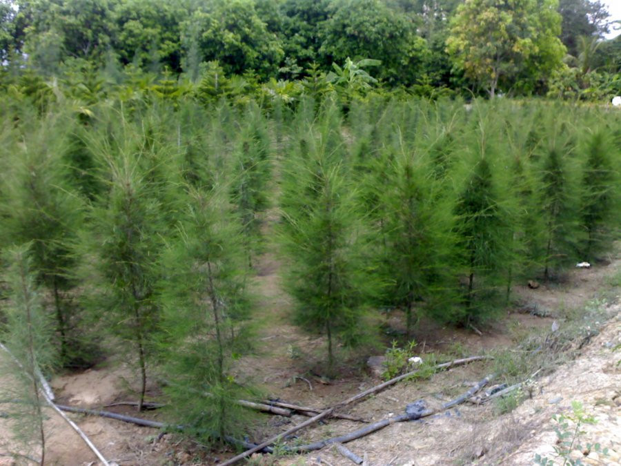 Truoc nha trong 6 loai cay nay la chan dung tai loc-Hinh-6