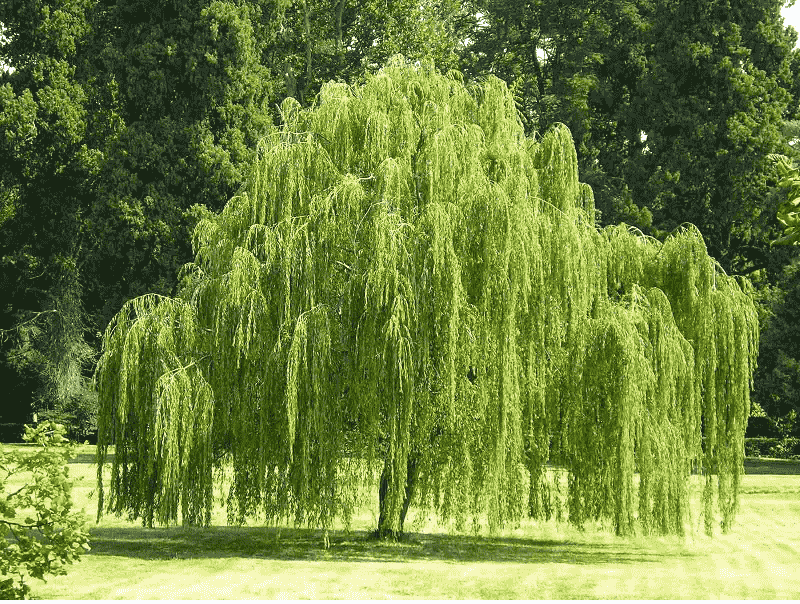 Truoc nha trong 6 loai cay nay la chan dung tai loc-Hinh-3