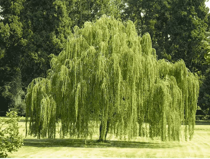 Truoc nha trong 6 loai cay nay la chan dung tai loc-Hinh-3