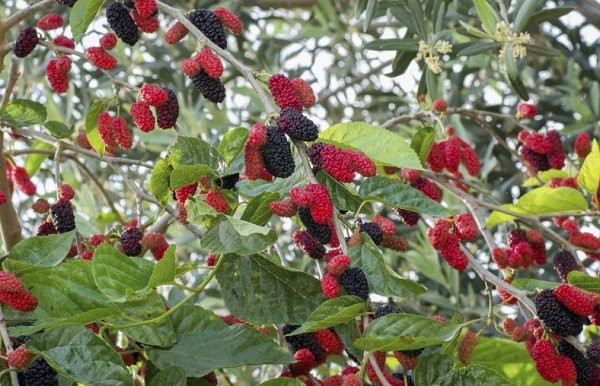 Truoc nha trong 6 loai cay nay la chan dung tai loc-Hinh-4