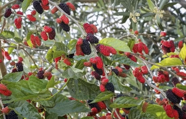 Truoc nha trong 6 loai cay nay la chan dung tai loc-Hinh-4