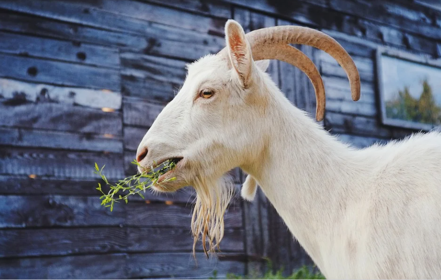  5 ngày tới đây, con giáp tuổi Mùi được sao tốt chiếu mệnh, tài lộc vượng phát, có nhiều tin mừng. Người tuổi này làm công ăn lương sẽ nhận được công việc, dự án giúp phát huy chuyên môn, sở trường.