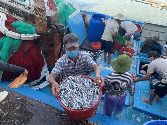 Gia dau tang cao, ngu dan nam bo