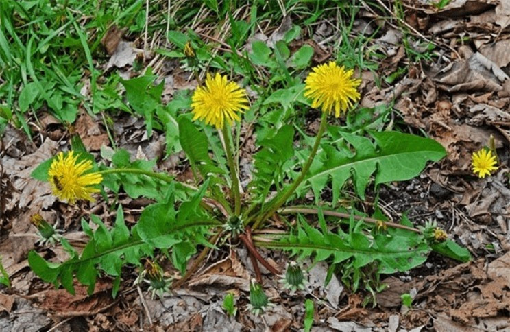 Lợi ích sức khỏe tuyệt vời của cây bồ công anh ảnh 1