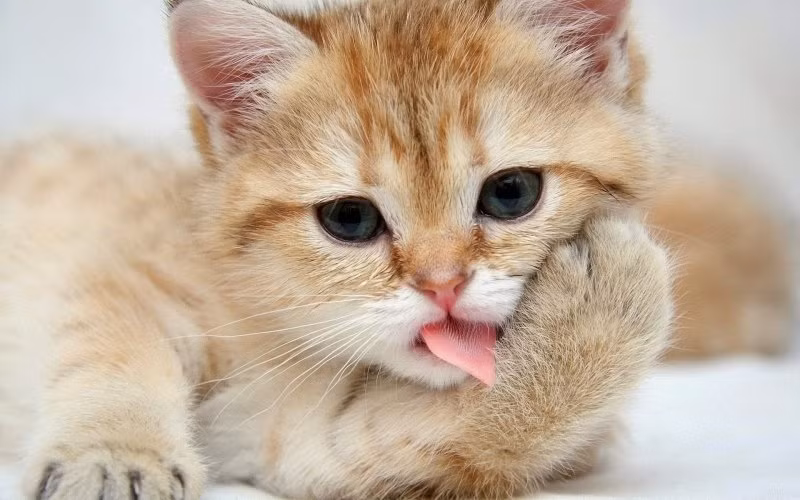 Trong thời gian tới, tuổi Mão cần mở rộng thêm các mối quan hệ nhờ đó có thể gặp được quý nhân, được đưa đường chỉ lối dẫn tới thành công. 