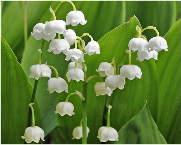 Sinh ngày 23 và 29 Âm lịch. Theo tử vi, người sinh vào ngày 23 và 29 Âm lịch rất sáng tạo và có khả năng tạo ra ý tưởng mới và độc đáo. Sự sáng tạo giúp họ trong nhiều khía cạnh của cuộc sống, từ nghệ thuật và âm nhạc đến công việc và giải quyết vấn đề.