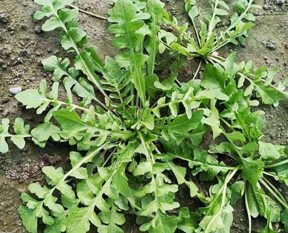 Loại rau dại được ca ngợi là “cỏ tiên” dưỡng nhan, giảm mỡ máu Loai rau dai duoc ca ngoi la “co tien” duong nhan, giam mo mau