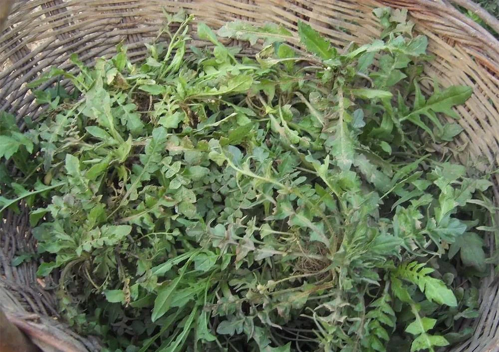 Loại rau dại được ca ngợi là “cỏ tiên” dưỡng nhan, giảm mỡ máu - Hình 2 Loai rau dai duoc ca ngoi la “co tien” duong nhan, giam mo mau-Hinh-2