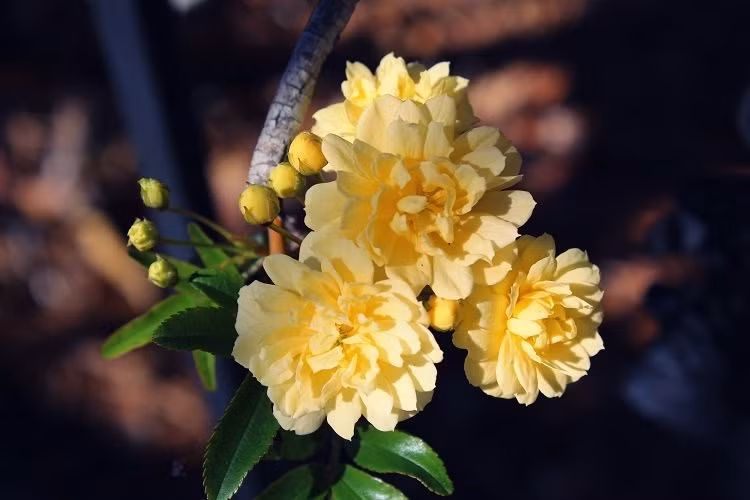  Ở tuổi trung niên, họ thực sự có thể đạt đến đỉnh cao của sự nghiệp, thu nhập sẽ không ngừng tăng lên. Tốc độ phát triển của những người sinh vào thời điểm Âm lịch này ngày càng nhanh.