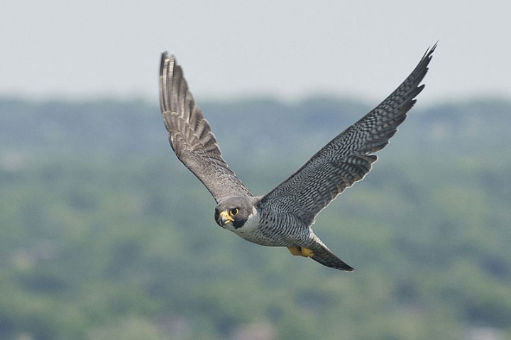 1. Cắt lớn (Peregrine falcon) là loài chim bay nhanh nhất với vận tốc tối đa có thể lên tới 322 km/h. (Ảnh: Metropolitan Transportation Authority/Patrick Cashin)