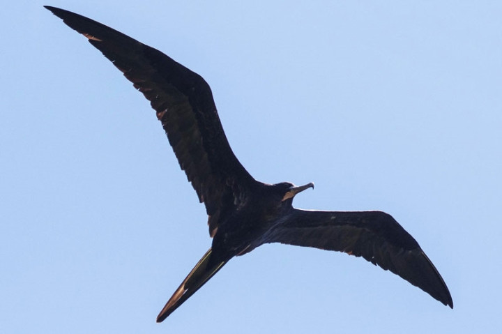 3. Cốc biển (Frigatebird) có thể bay với tốc độ 153 km/h. (Ảnh: Ebird)