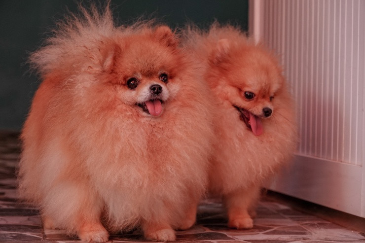 Can canh giong cho quy toc co con 300 trieu dong, dat nhat the gioi-Hinh-2