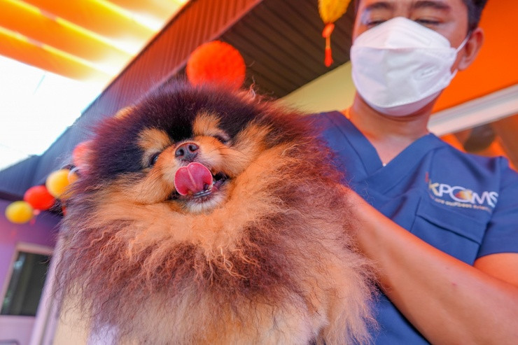 Can canh giong cho quy toc co con 300 trieu dong, dat nhat the gioi-Hinh-3