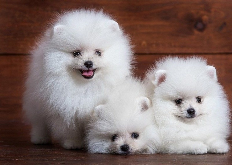 Can canh giong cho quy toc co con 300 trieu dong, dat nhat the gioi