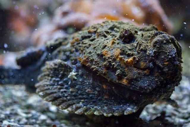 Những loài động vật xấu xí nhất hành tinh: Miễn nhiễm với ung thư - Hình 9 Nhung loai dong vat xau xi nhat hanh tinh: Mien nhiem voi ung thu-Hinh-9