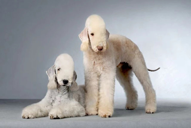 Những loài động vật xấu xí nhất hành tinh: Miễn nhiễm với ung thư Nhung loai dong vat xau xi nhat hanh tinh: Mien nhiem voi ung thu