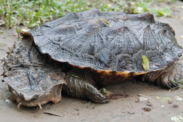 Những loài động vật xấu xí nhất hành tinh: Miễn nhiễm với ung thư - Hình 3 Nhung loai dong vat xau xi nhat hanh tinh: Mien nhiem voi ung thu-Hinh-3