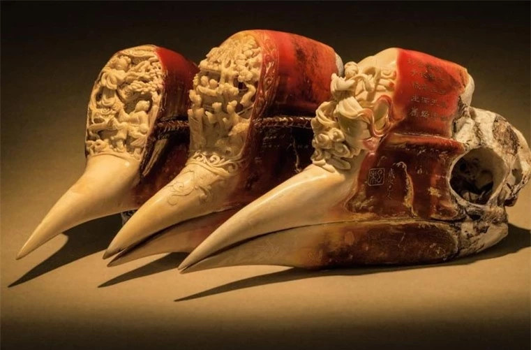 Loai chim quy co mo dat hon vang nam trong Sach Do Viet Nam-Hinh-4