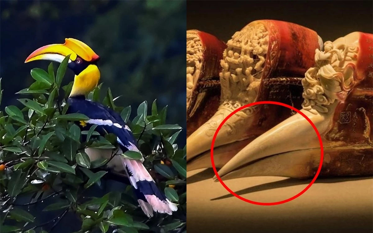 Loai chim quy co mo dat hon vang nam trong Sach Do Viet Nam