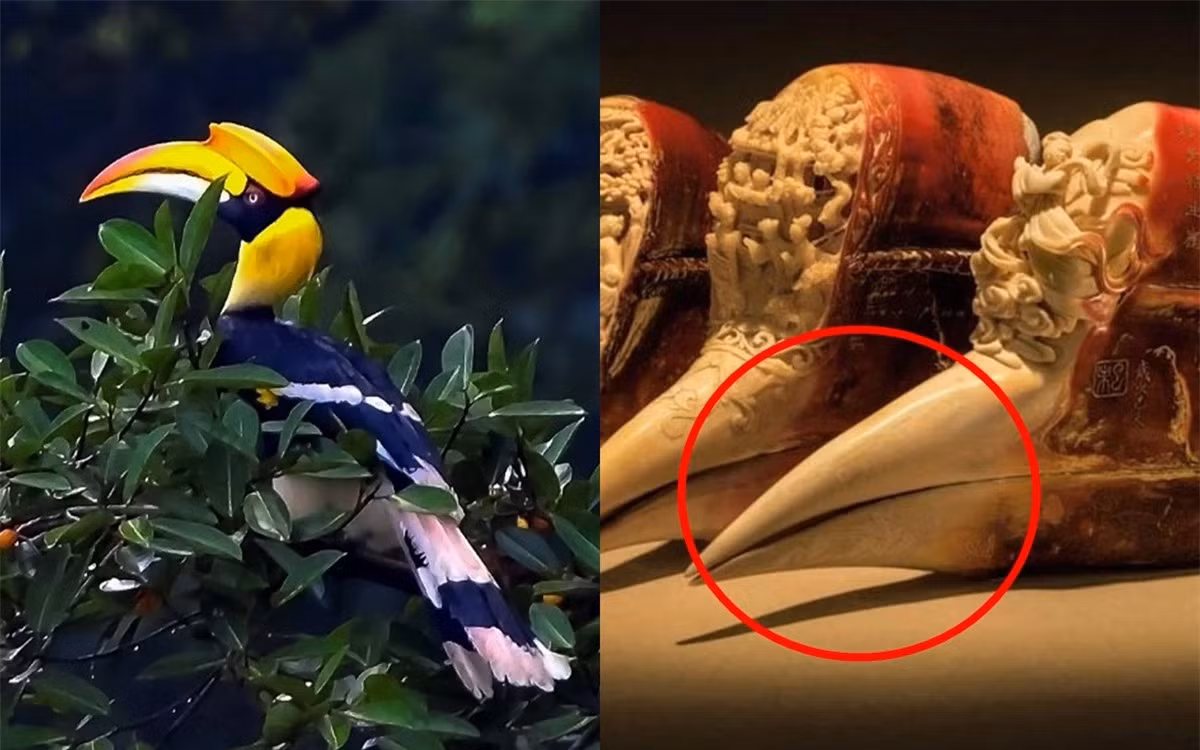 Loai chim quy co mo dat hon vang nam trong Sach Do Viet Nam