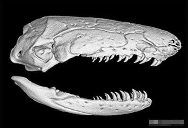 Dong vat ton tai 250 trieu nam tren Trai Dat, co nanh giong ran-Hinh-4