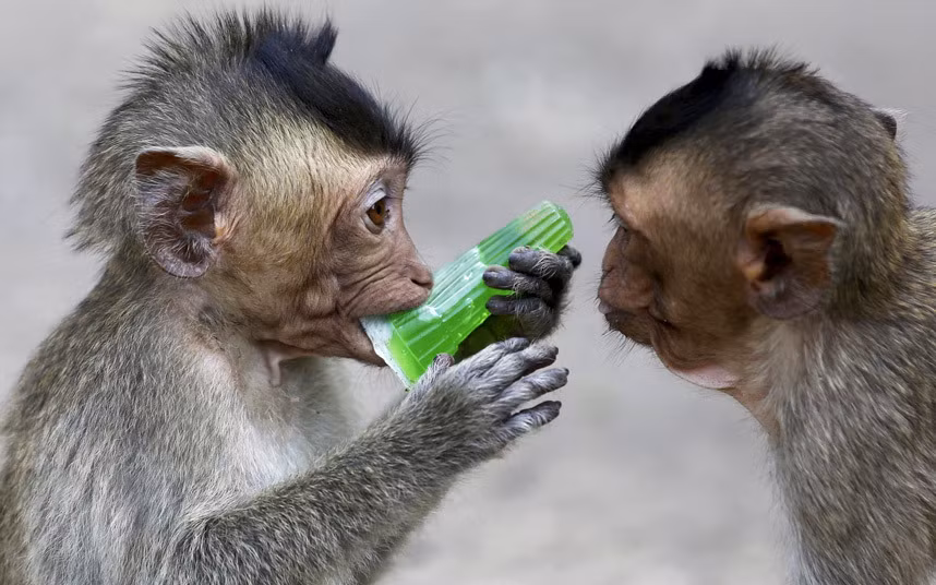 ... cùng kẹo và nước ngọt để chiêu đãi những con khỉ đuôi dài trong thành phố.