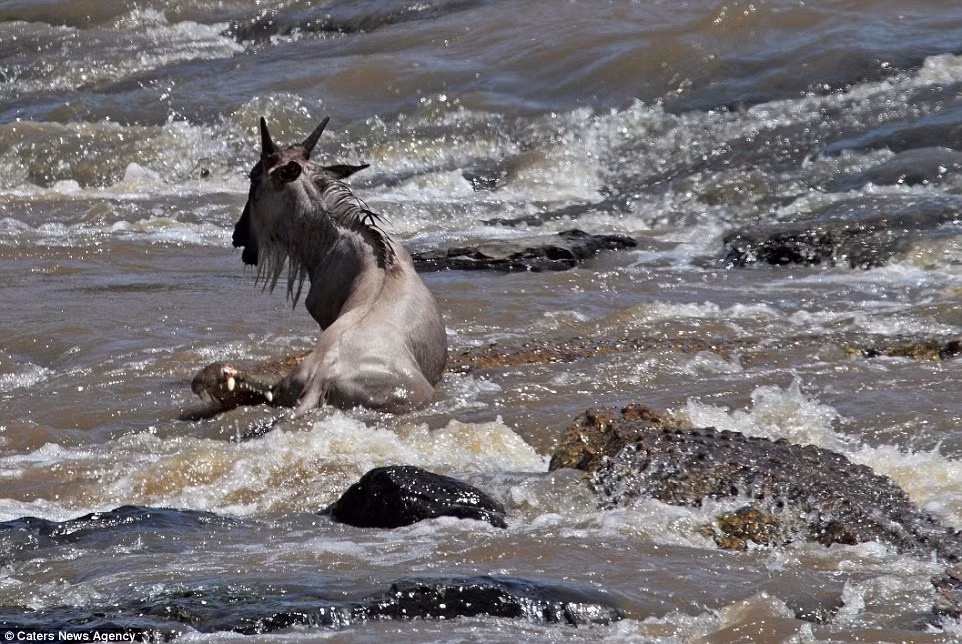 ....nhưng dường như nó không thể thoát thân.