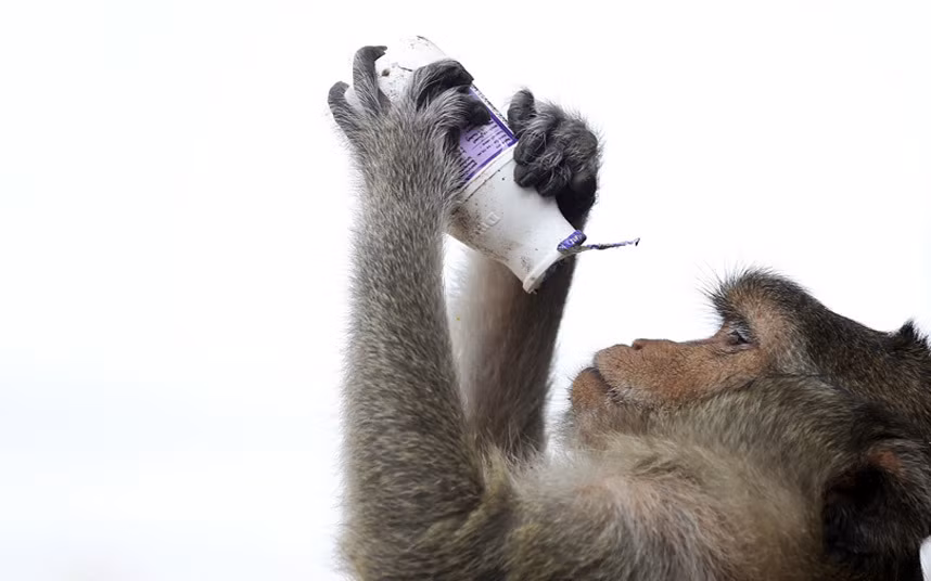 Một chú khỉ vẫn còn thèm sau khi uống xong lọ nước ngọt.