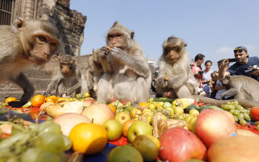 Khỉ ăn ngấu nghiến hoa quả tại lễ hội Monkey Buffet Festival ở thành phố Lopburi, Thái Lan mà không hề bận tâm tới những du khách đang chụp ảnh chúng.
