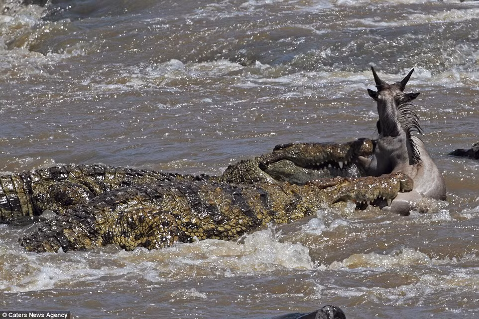 Cá sấu nỗi ám ảnh đối với loài linh dương trong mùa di cư tại vườn quốc gia Masaï Mara, Kenya.