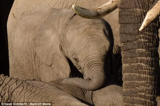 Voi mẹ bị những kẻ săn trộm bắn chết để lấy ngà đem bán.