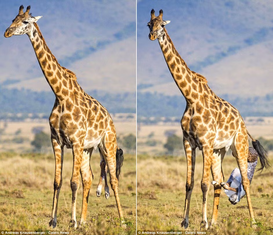 Những hình ảnh xúc động này được ghi lại bởi hướng dẫn viên du lịch Andreas Knausenberger.