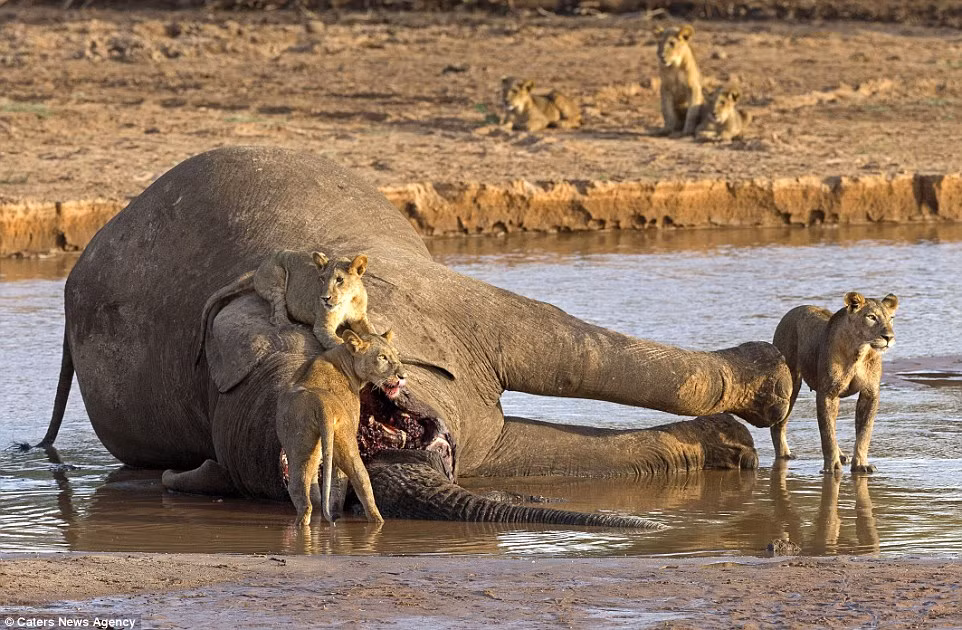 Những con sư tử còn lại trong đàn đứng bảo vệ xác voi trong khi vẫn chú ý đến động thái của cá sấu.