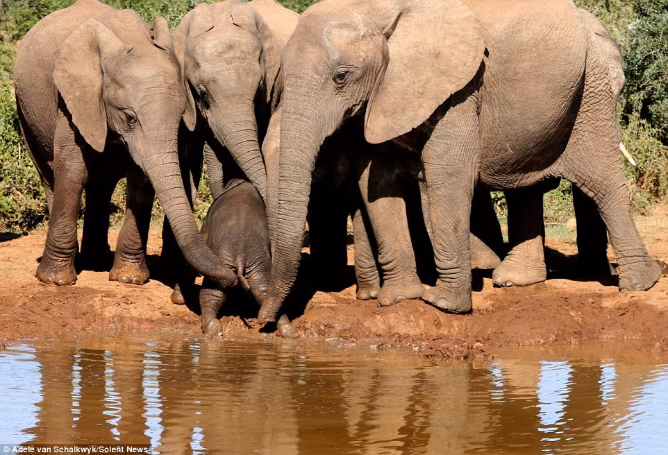 ... và là nơi sinh sống của 600 cá thể voi.