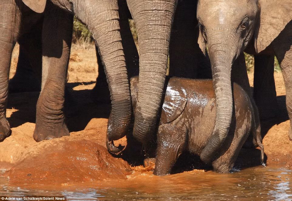 Ngay lập tức, voi mẹ và những con voi trưởng thành trong đàn đã sử dụng vòi của chúng để cẩu voi con khỏi hố nước.