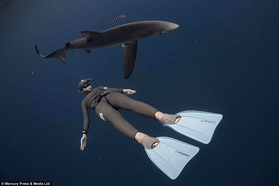 Cá mập thích thú bơi cùng thợ lặn.