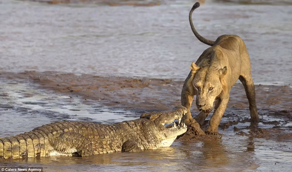 Một con sư tử cố gắng ngăn cản cá sấu tiếp cận bữa trưa của chúng.