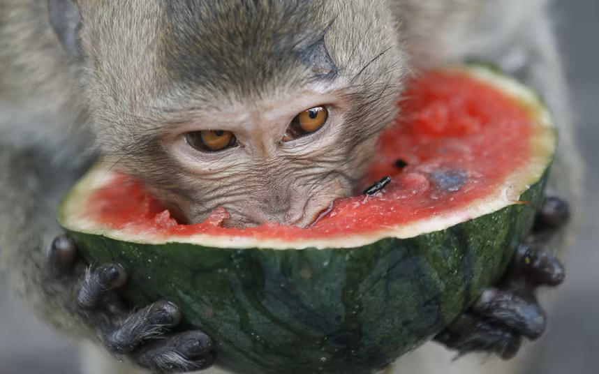 Trong lễ hội năm nay, thành phố Lopburi đã bỏ ra 400.000 baht (khoảng 12.000 USD) để mua 2,5 tấn hoa quả...