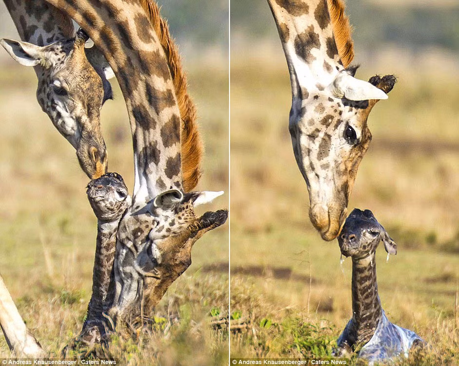 Hướng dẫn viên du lịch 32 tuổi người Đức cho biết: “Đó là khoảnh khắc vô cùng đặc biệt mà tôi chưa từng chứng kiến trước đây.