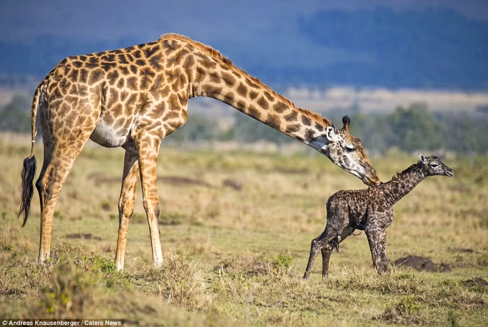 Hươu mẹ làm vệ sinh cơ thể cho hươu con sau khi chào đời.