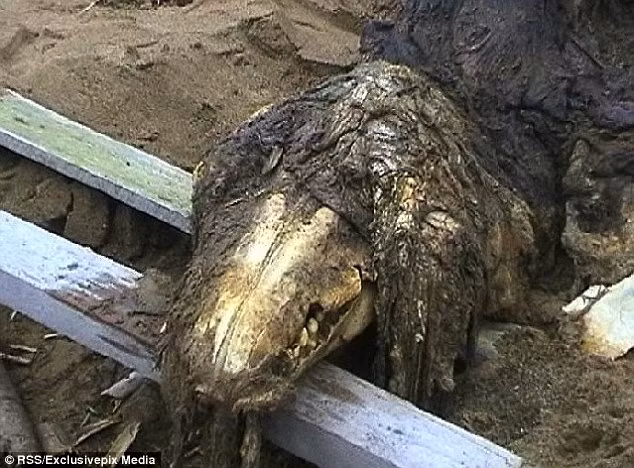 Thân của quái vật được cho là dài 6m và có lông, trong khi răng rất sắc nhọn. Một số giả thuyết cho rằng nó có thể là một con cá voi cho đến một loài động vật biển tiền sử từ kỷ Triat.