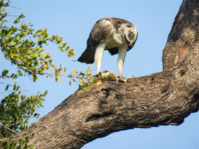 So phan ham hiu cua ca sau song Nile khi gap dai bang chau Phi