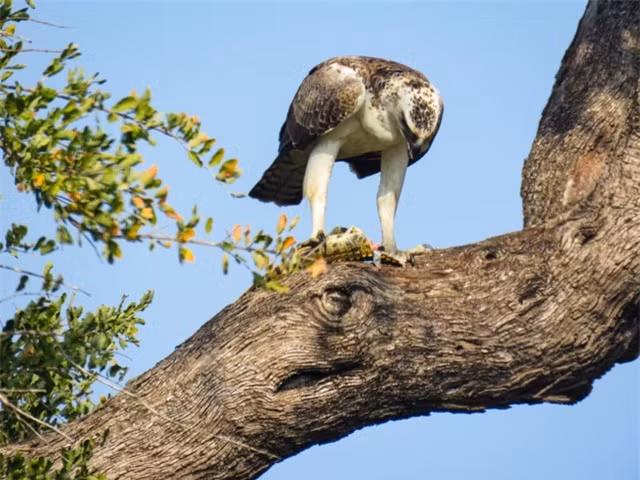 So phan ham hiu cua ca sau song Nile khi gap dai bang chau Phi