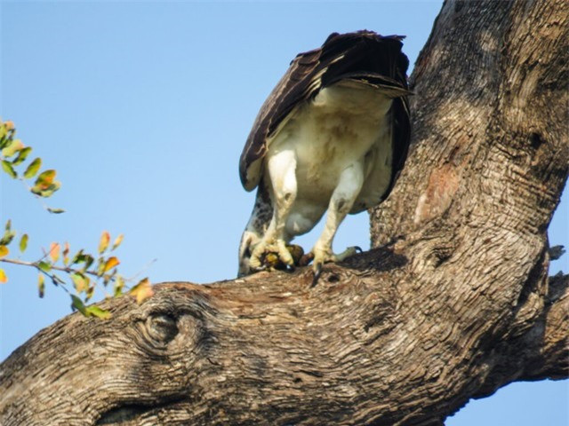 So phan ham hiu cua ca sau song Nile khi gap dai bang chau Phi-Hinh-2