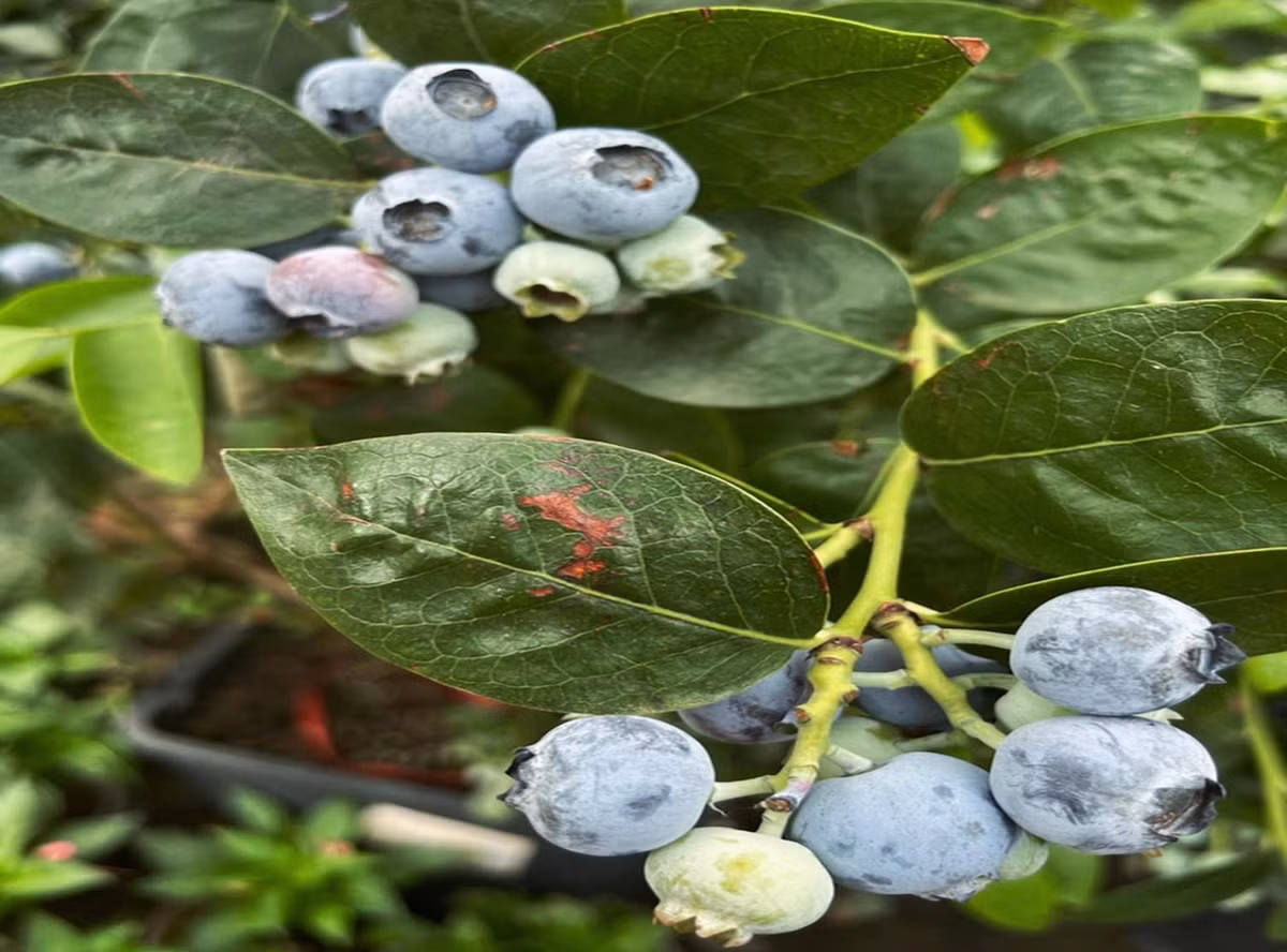 Doi vo chong 9x ho bien manh dat bo trong thanh can nha co tich-Hinh-9