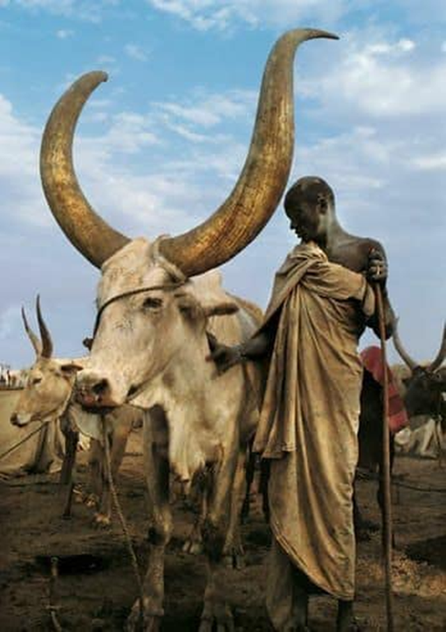 Loai dong vat co cap sung lon nhat the gioi, ca bo toc bao ve-Hinh-3