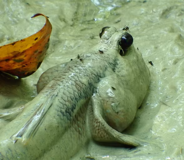 Ngac nhien loai ca duy nhat tren the gioi bi muoi dot-Hinh-3